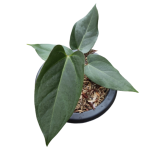 Anthurium Portillae x chamberlain