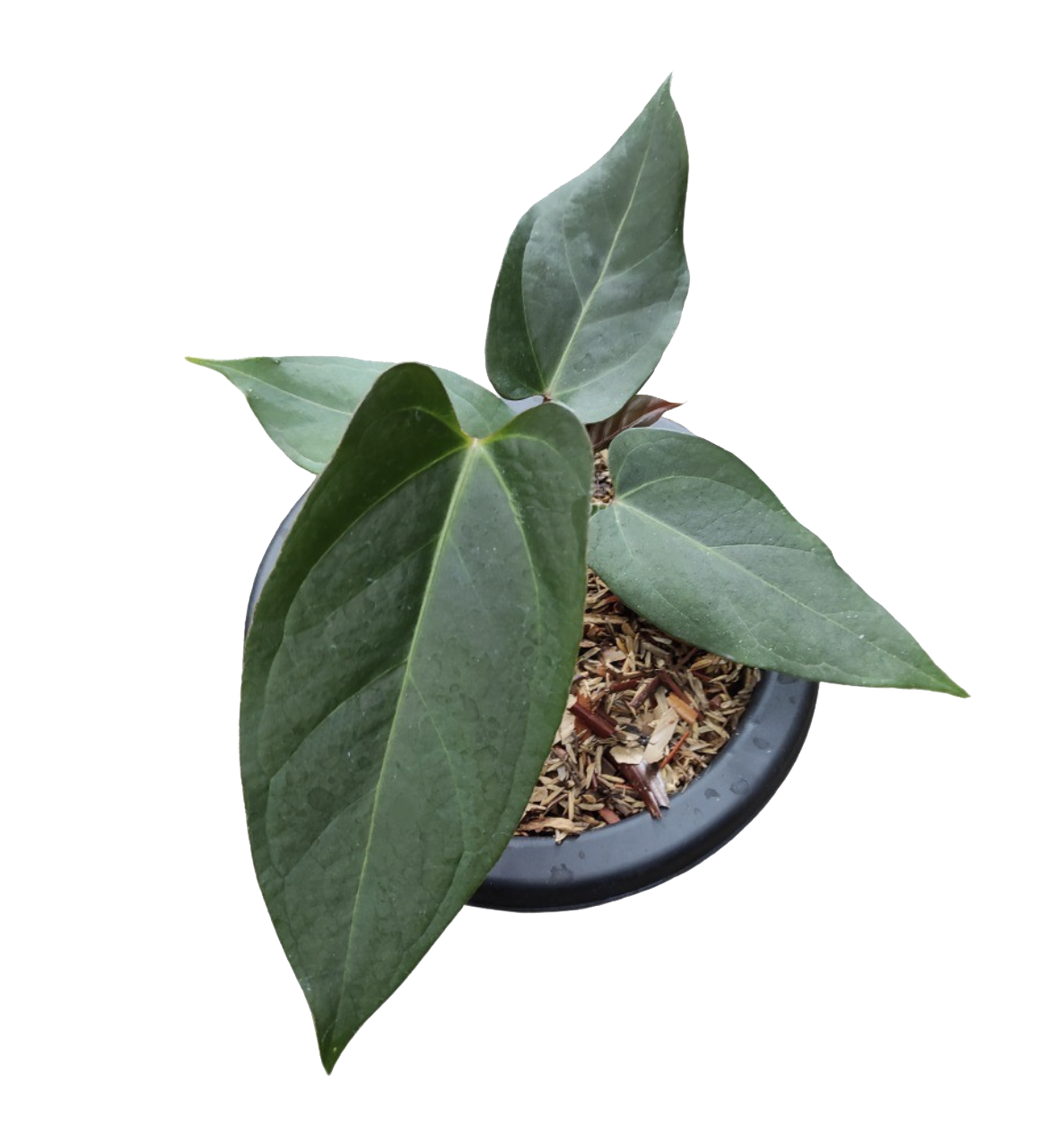 Anthurium Portillae x chamberlain