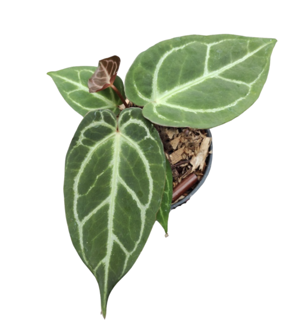 Anthurium blue papi x dorayaki - Image 2