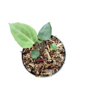 Anthurium Blue papi x AOS