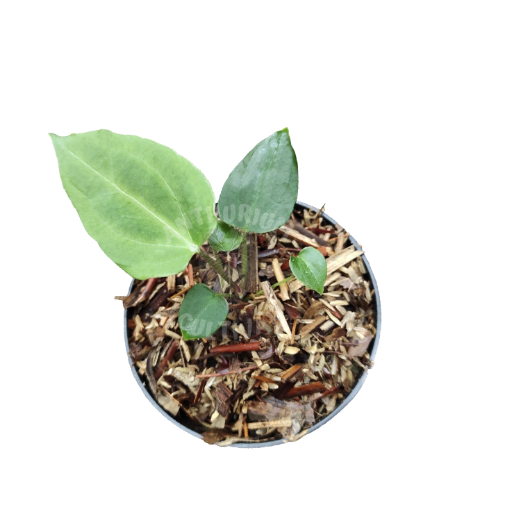 Anthurium Blue papi x AOS