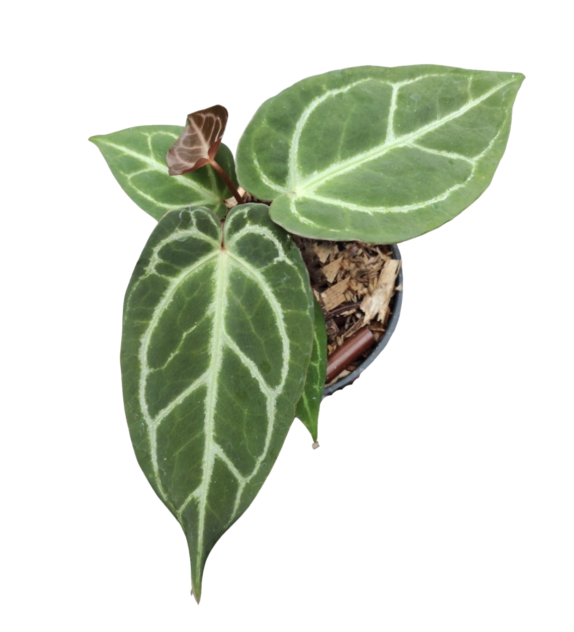 Anthurium blue papi x dorayaki - Image 2