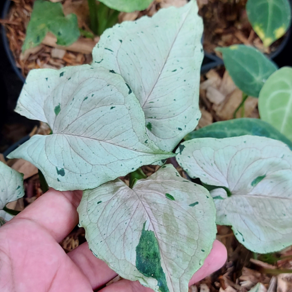 Syngonium Green splash