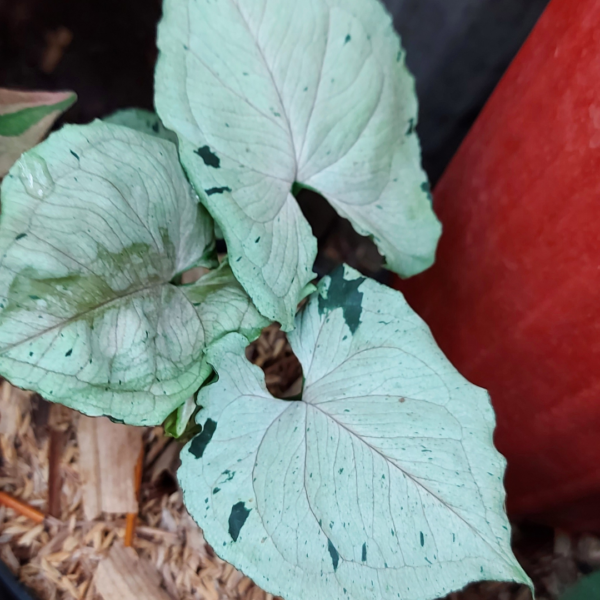 Syngonium Green splash - Image 2