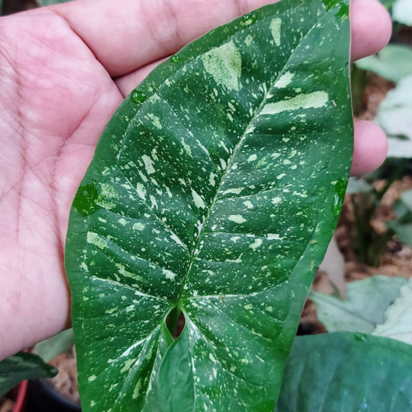 Syngonium Panda Galaxy