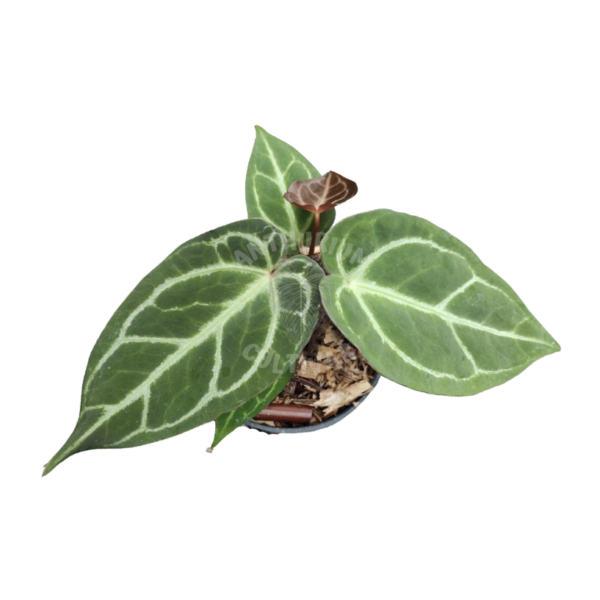 Anthurium blue papi x dorayaki