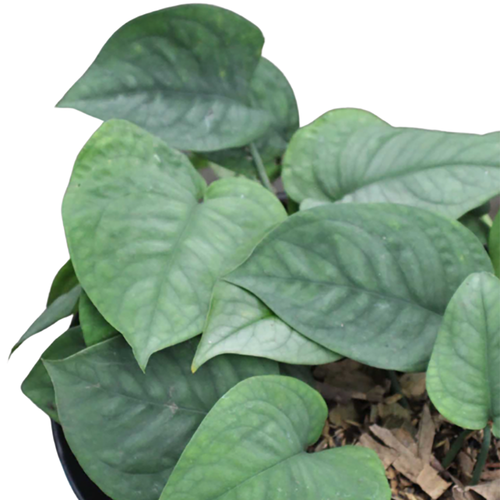 Scindapsus Lucens - Image 2