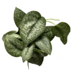 Scindapsus Silver splash