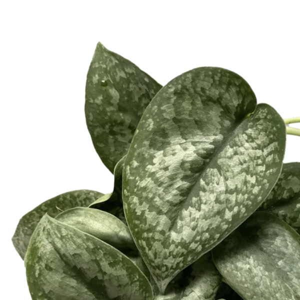 Scindapsus Exotica - Image 2