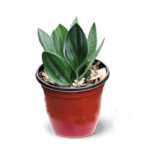 Scindapsus Treubii Black dark form