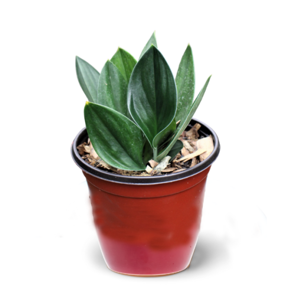 Scindapsus Treubii Black dark form