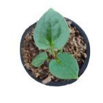 Anthurium HU x luxurian