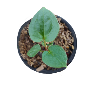 Anthurium King of spades x luxurian