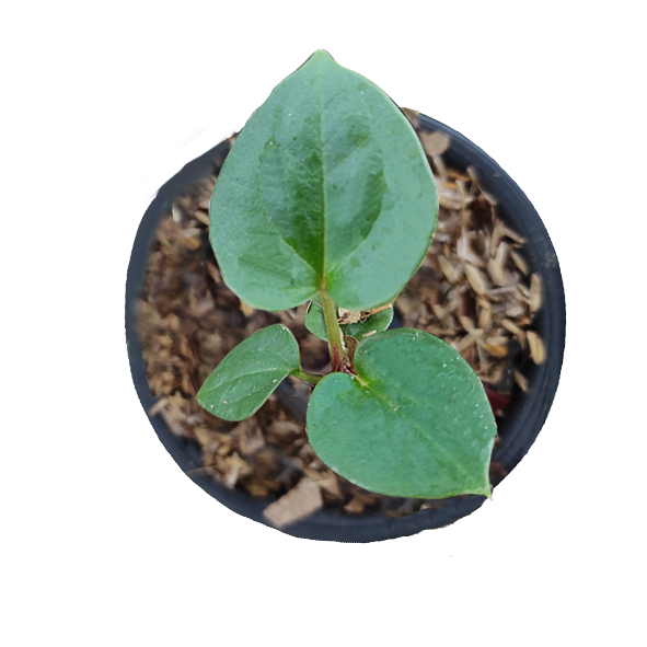 Anthurium King of spades x luxurian